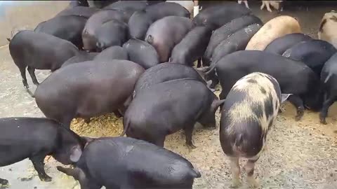 PIG