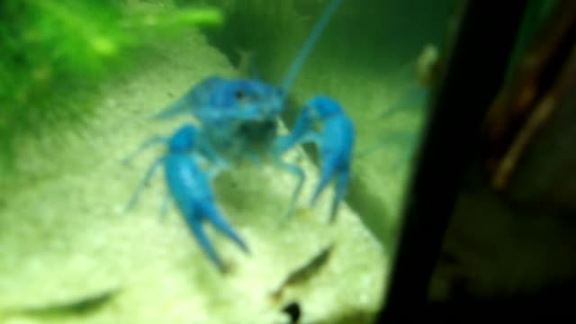 Flock it Farm: Brutus the crayfish