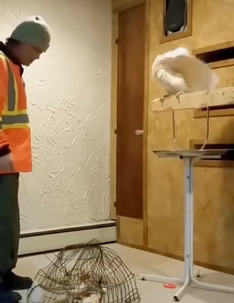 This Parrot is Foul Mouthed when Upset #funnyanimals #funnyshorts #parrottalking #parrotvideo