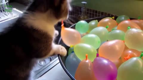 Funny cat vs balloons compilations