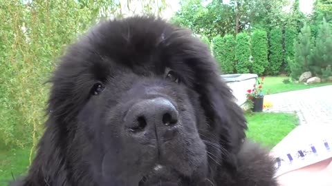 Newfoundland puppy thinks he's a lap dog