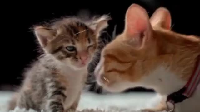 Mother cat Loving cute baby cat