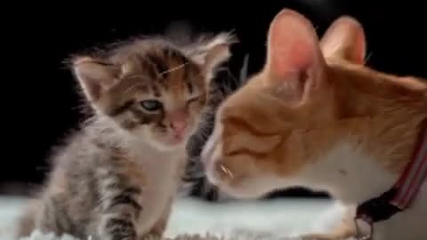 Mother cat Loving cute baby cat