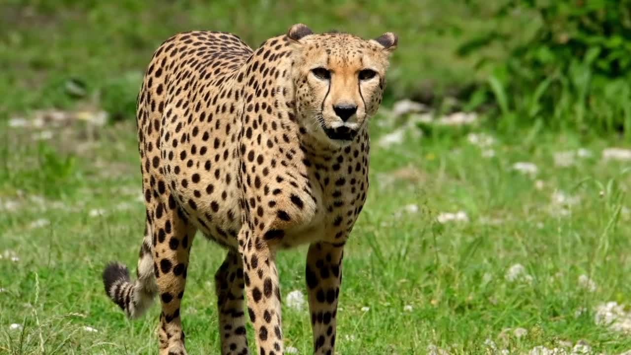 A cheetah running gradually