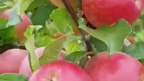 apple orchard