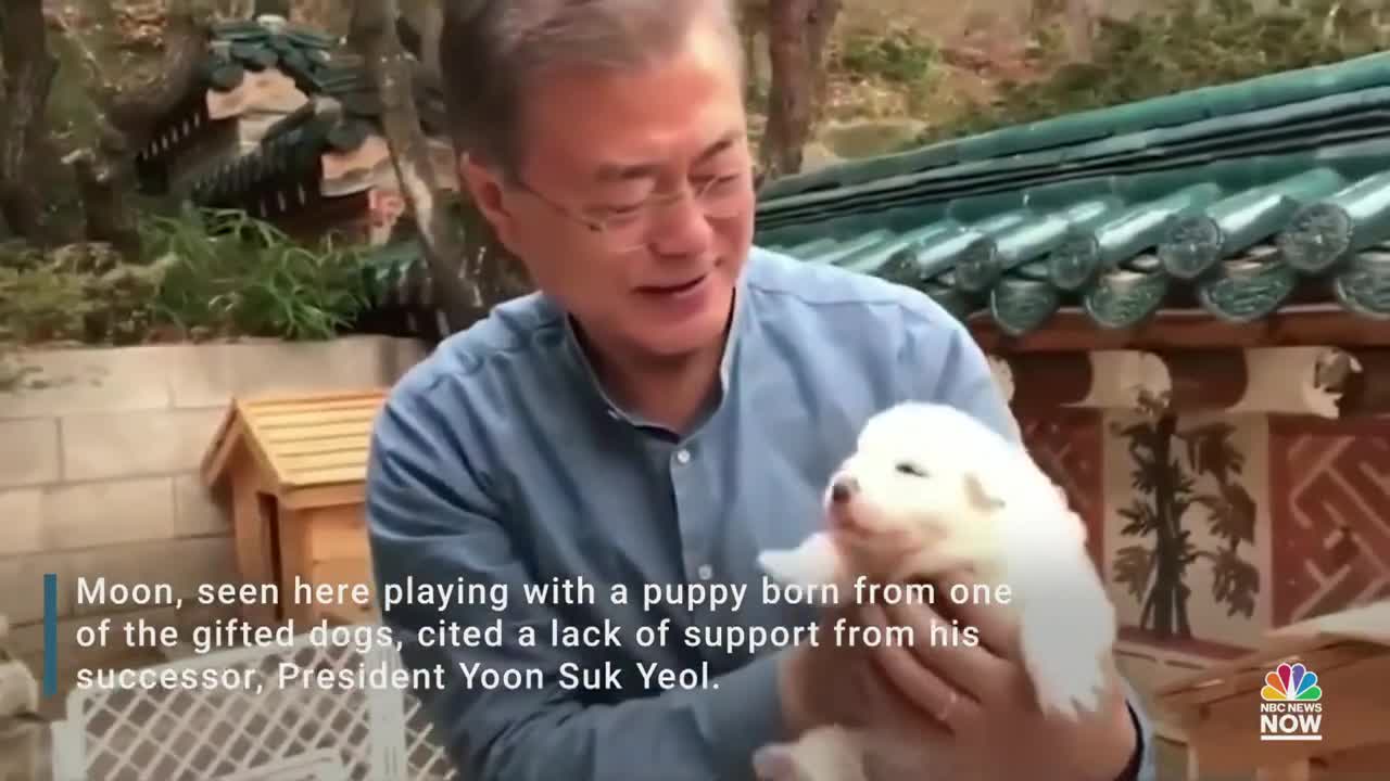 Ex-South Korean Leader To Give Up Dogs Given By North Korea's Kim