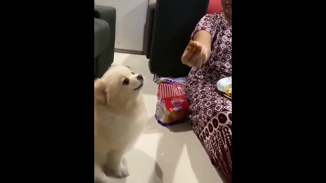 New Funny Animals π Funniest Cats and Dogs Videos πΊπΆ