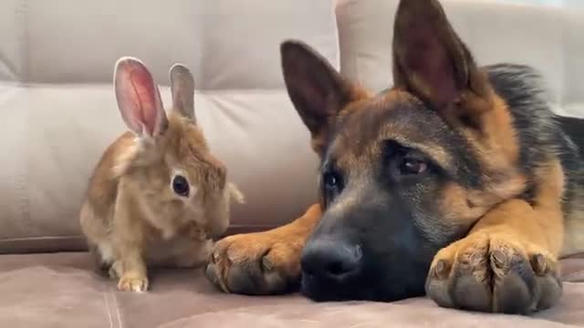 German Shepherd Puppy Reacts to how the Bunny Washing His Face