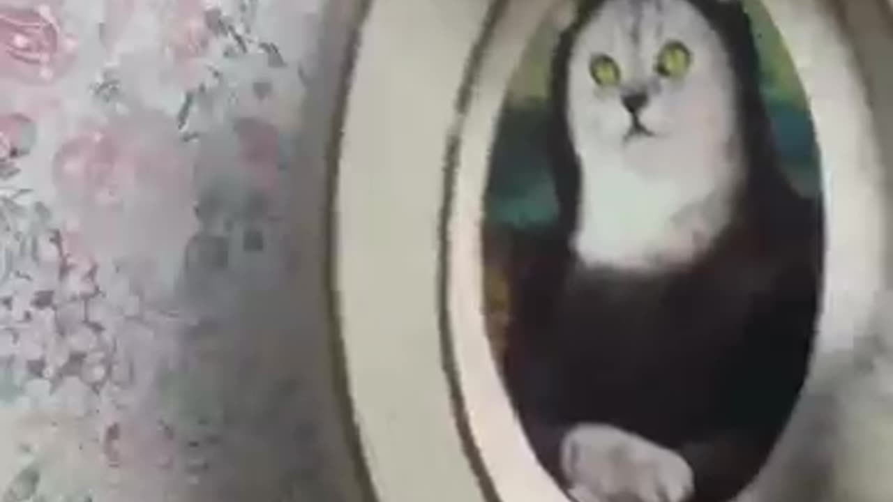 Love cat video