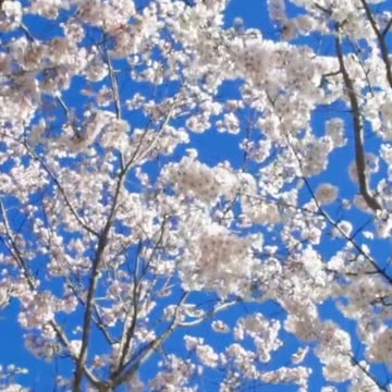 Recharge Your Mind and Body: How Relaxing This is Volume 98v2