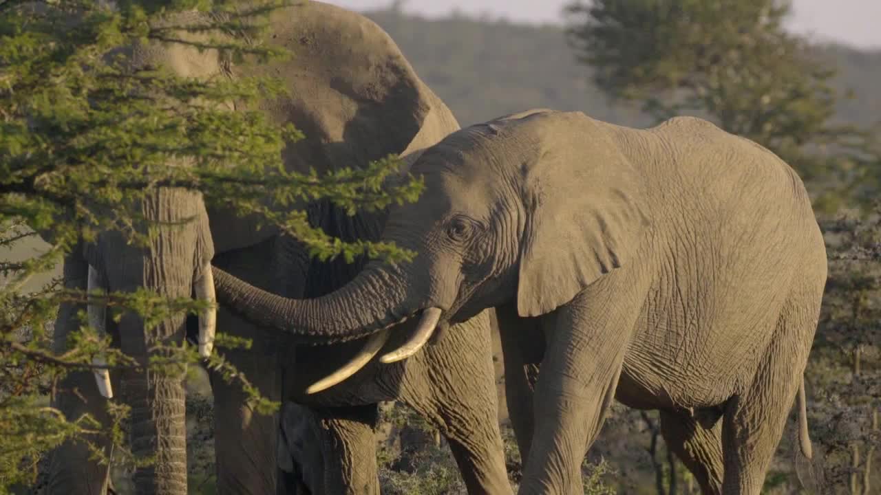 Elephant! Elephant! Elephant! Elephant is coming