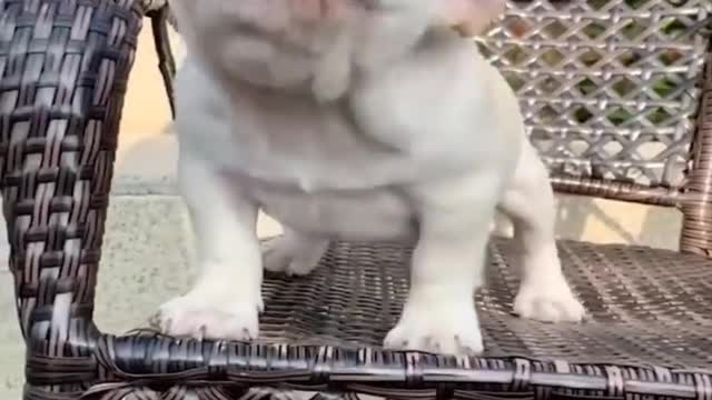 Cutest and Funniest Labrador Puppies | Top Funny Animal Videos 2022 | Baby Dogs