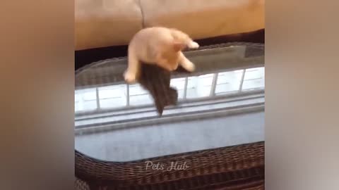 Funniest cats and dogs videos