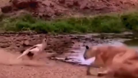Whoo run run Bambi