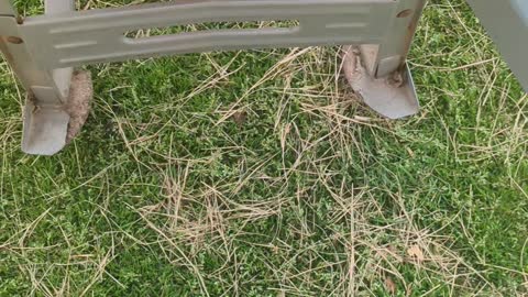 Transporting a Wheelbarrow Full of Baby Goats