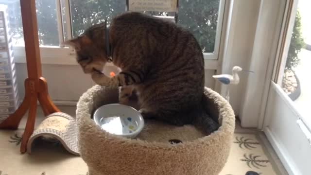 Cat Bathing With Water