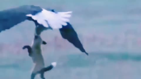 Eagle's tremendous attack