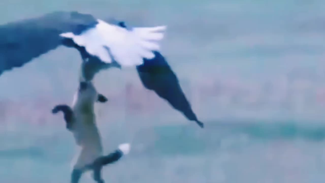 Eagle's tremendous attack