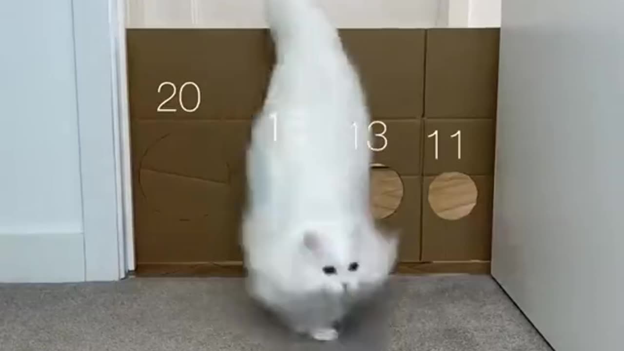 New vidoer