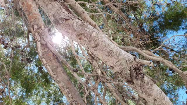 The unbearable noise of insects. Could you fall asleep in such a place?