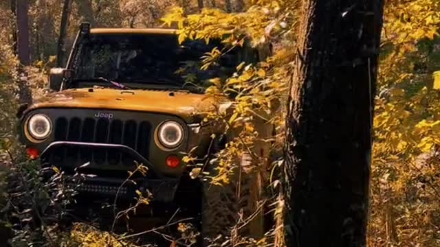 Jeep in the Maple Grove