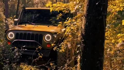 Jeep in the Maple Grove