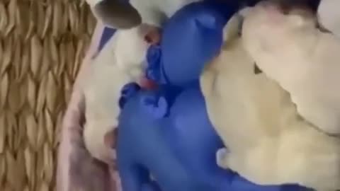 9 week pregnant Mama dog