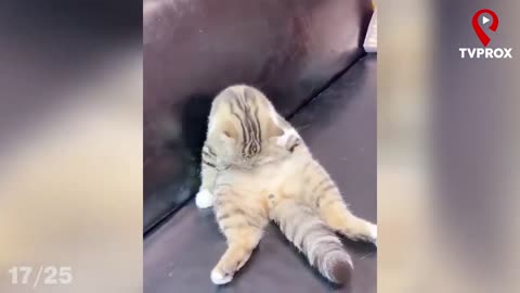 Funny😂animal video😻