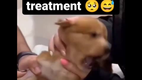 The Ultimate Drama King: Puppy's Must-Watch Video