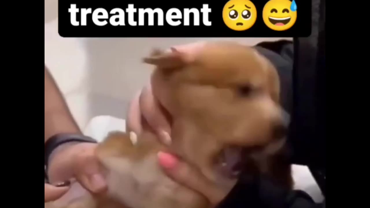 The Ultimate Drama King: Puppy's Must-Watch Video