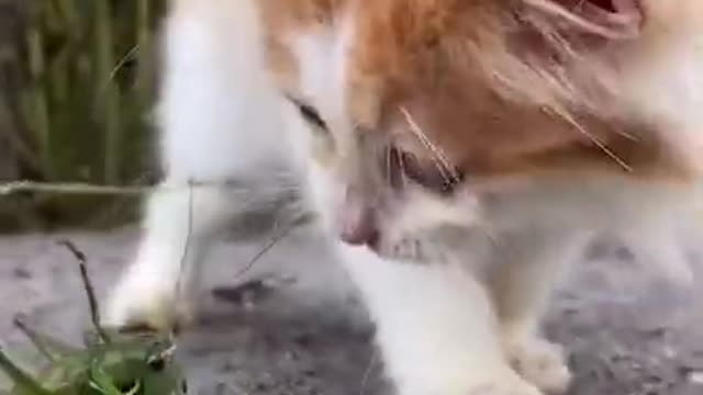 Cute Cat||Baby||#shortvideo