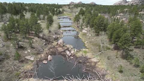 A Cascade of Beaver Dams in Wyoming