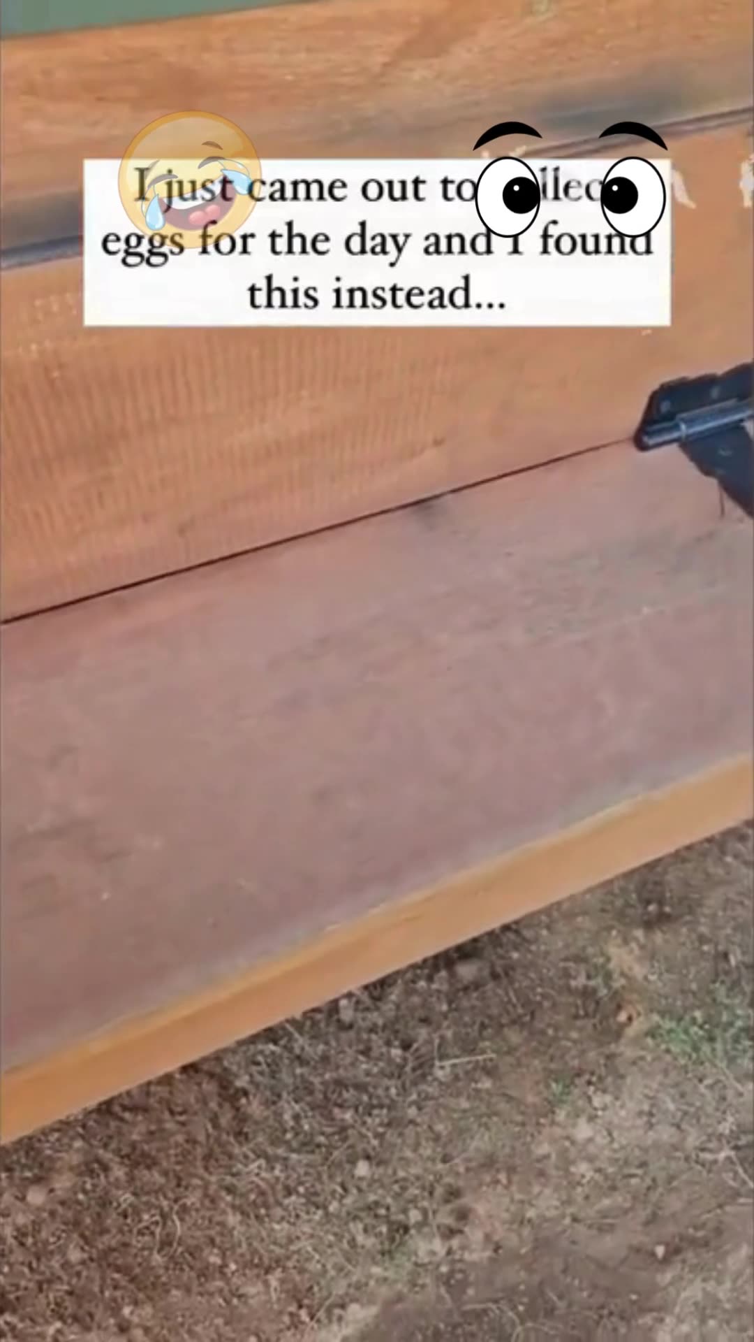 animais engraçados tente não rir