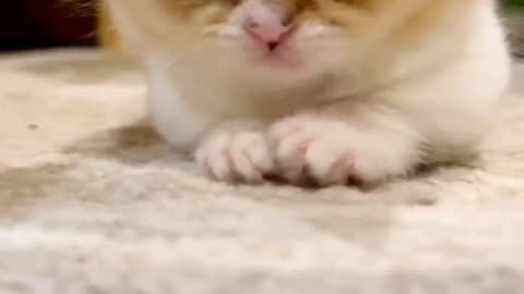 Funny cat