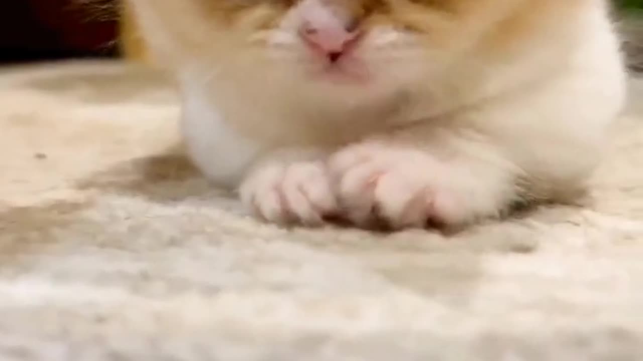 Funny cat