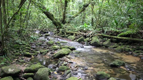 Peaceful Forest River