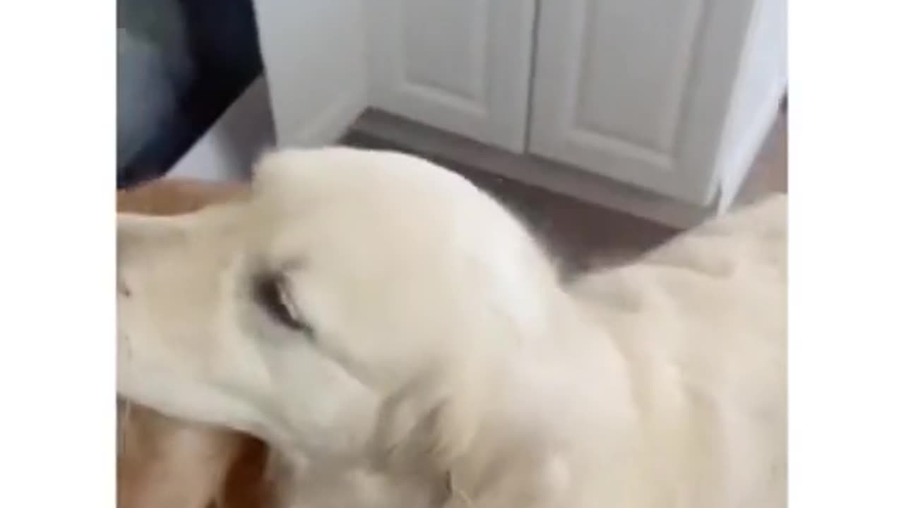 DOG STOLE OTHER DOG’S TREAT SO HE HAD TO SAY HE WAS SORRY