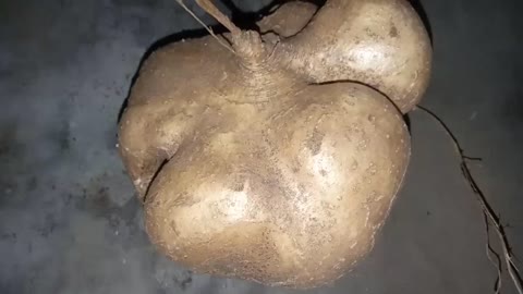 review of jumbo yam fruit produced by yourself - the price is promising