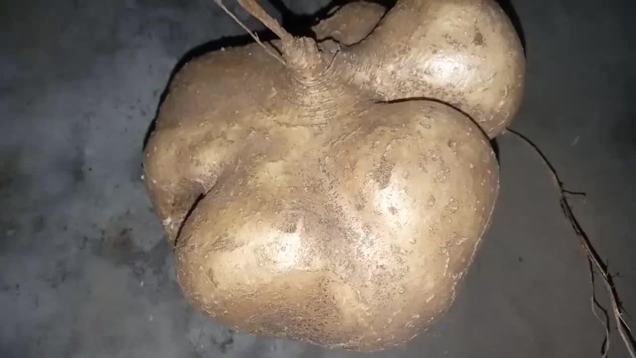 review of jumbo yam fruit produced by yourself - the price is promising