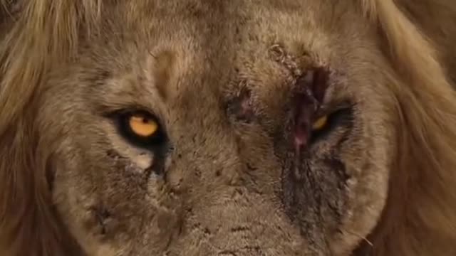 Animal world Animal print # Wild Animal Male lion