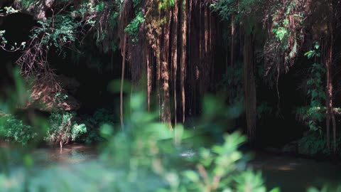 Pan Shot of a Hidden Lagoon in the Forest