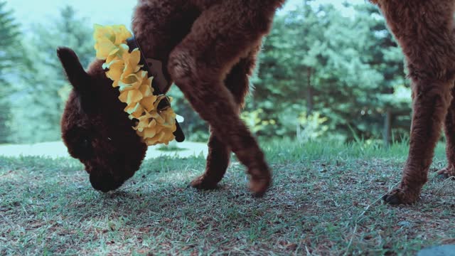 Alpaca Eating grass