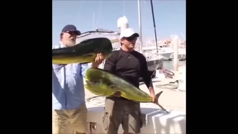 ULTIMATE|| Animal Compilation || Funny Fails || viral || comedy