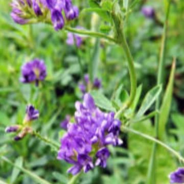 Alfa Alfa Khane Ke Fayde