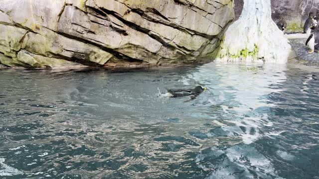 SeaWorld, Orlando