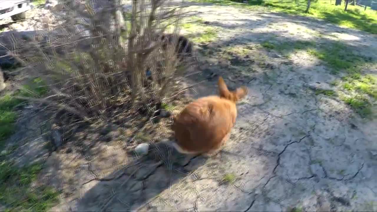 Cat and rabbit are truly best friends