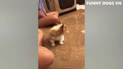 Funniest Animals Video - Funny Dogs And Cats - Try Not To Laugh Animals 2022