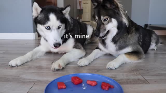 Will My Huskies Steal Food While I'm Away