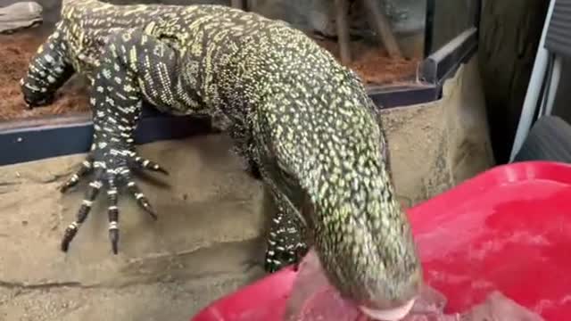 Would you feed the lizard with the largest teeth in the world 😬