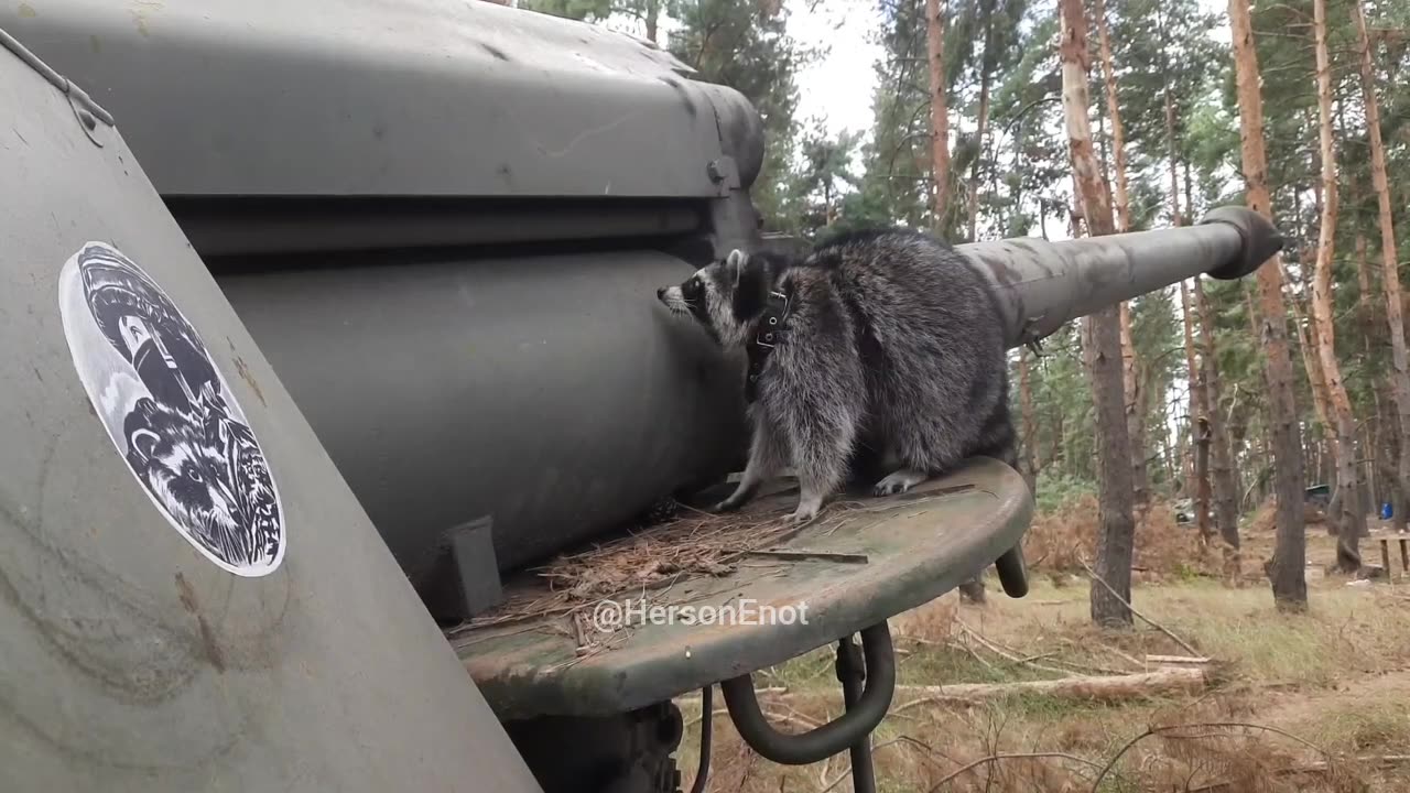 Kherson The Raccoon from Kherson Is Back!